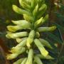 San Joaquin Milkvetch (Astragalus asymmetricus): Close up of the flower spike which averaged 6" tall by 1 ½ “ wide.